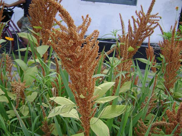 Hot Biscuits Amaranth